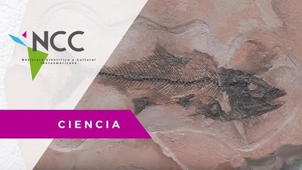 Fósiles comprueban la existencia de un mar interior en México