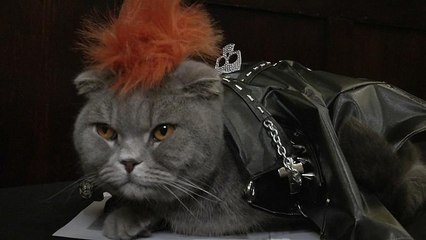 Нью-Йорк: по подиуму прошлись кошки-модели