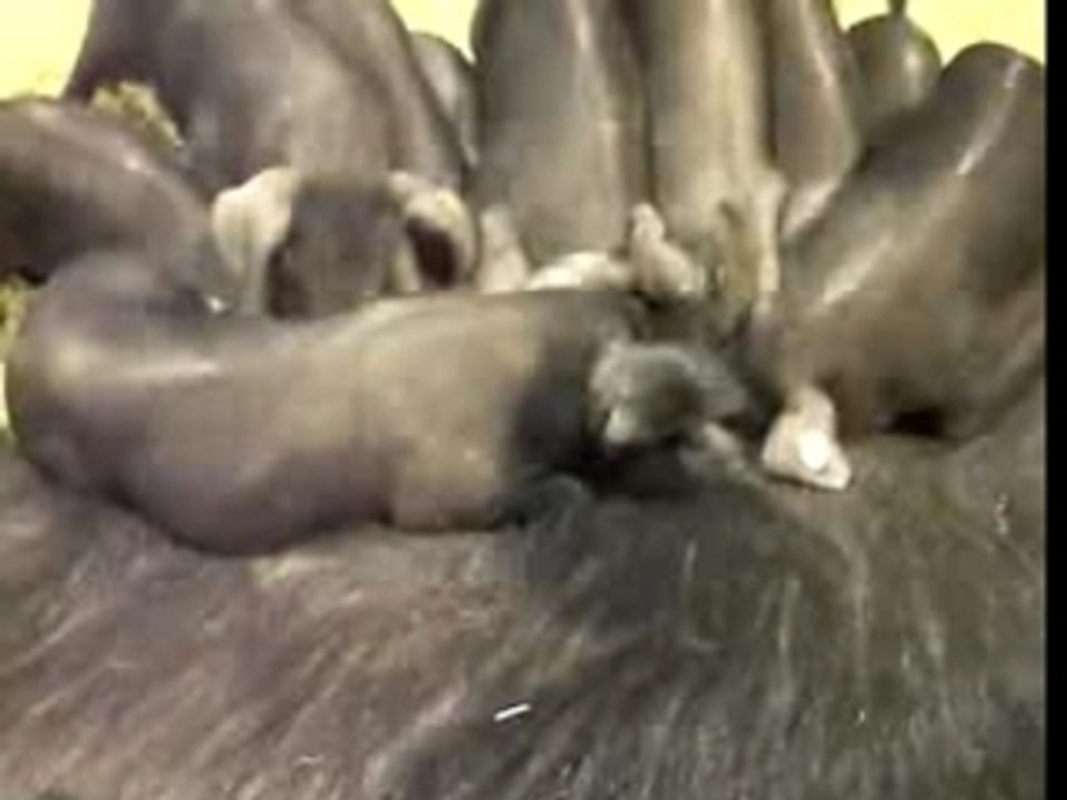 animaux