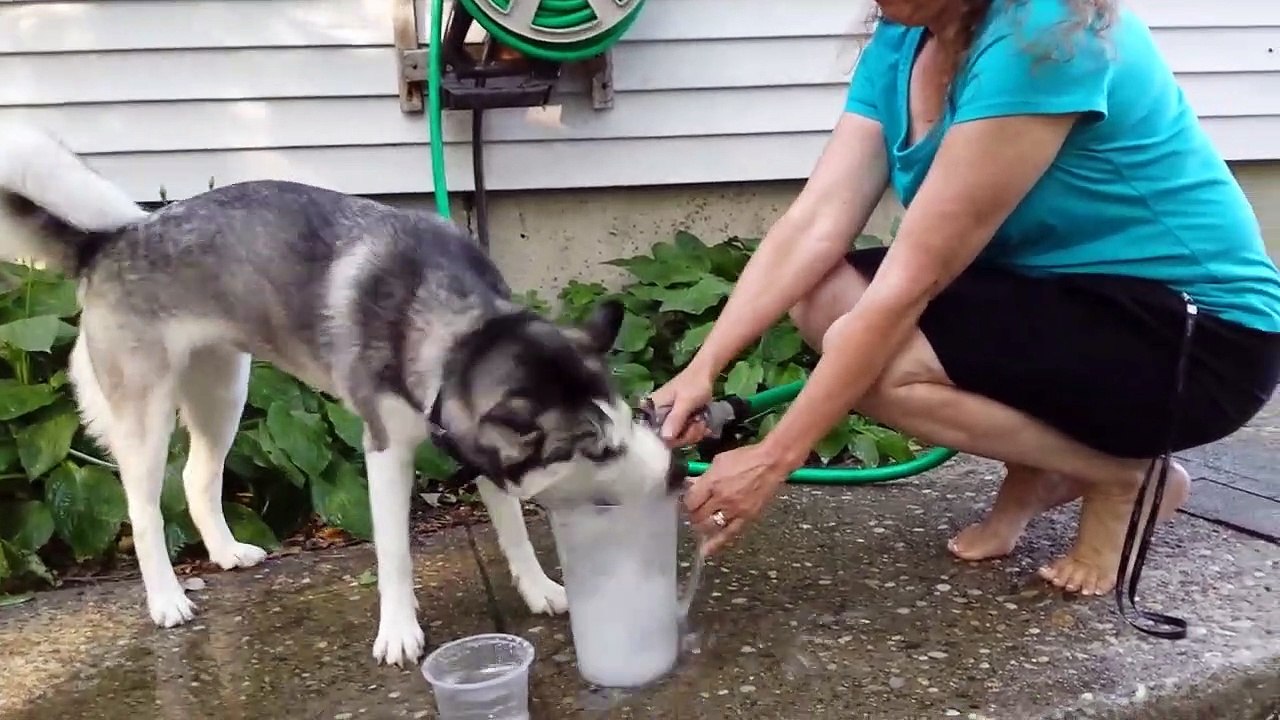 Australian Shepherd vs Siberian Husky - Dogs - Funny Pet Videos