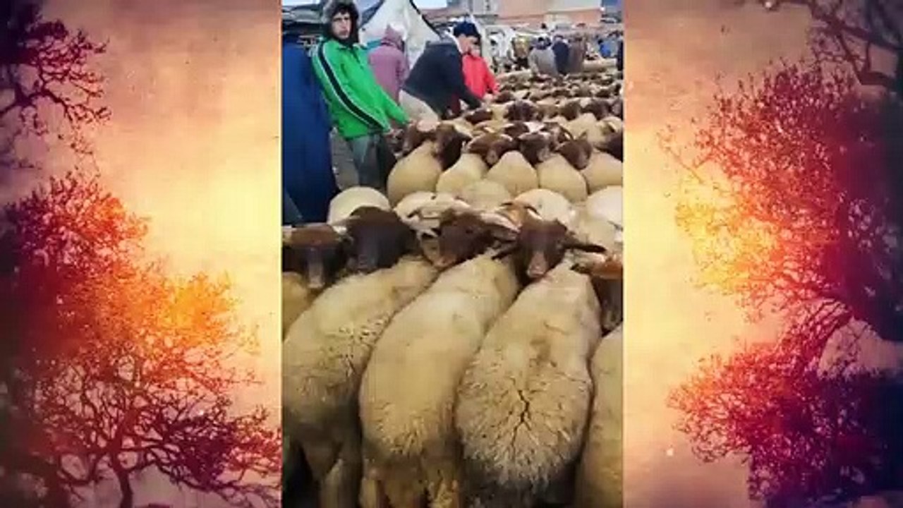 فلوس اللبن ديها الغنم