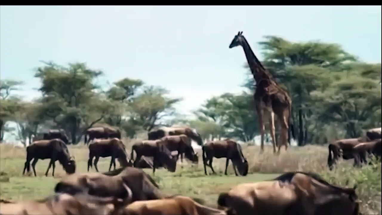 Great! Buffalo is King, Buffalo rescued injured Wildebeest from the hunt of Lion