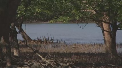 Sea levels threaten Australian mangroves