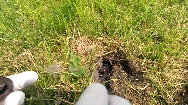 Regardez ce qu'il va découvrir dans un trou au fond de son jardin