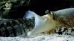 Ce mollusque cauchemardesque avale ses proies vivantes - Geographus cone