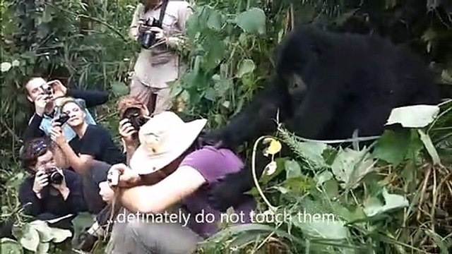 Un gorille sauvage pas si sauvage... Il veut juste un calin