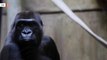 Scientists Reveal Gorillas Use Their Teeth To Crack Open Nuts