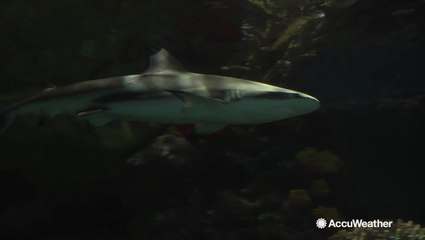 Sharks making waves on the East Coast