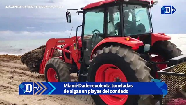 Recolectan toneladas de algas en playas del condado Miami-Dade