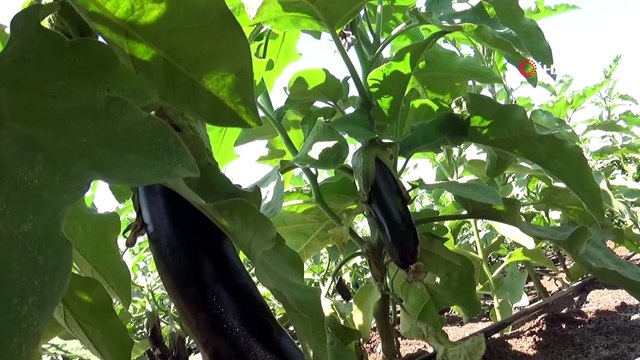 Diyarbakır’da bir ilk...Beton yığınları arasında organik ürün yetiştiriyor