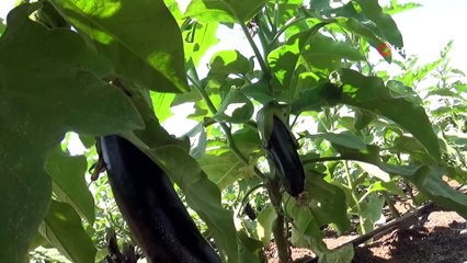 Diyarbakır’da bir ilk...Beton yığınları arasında organik ürün yetiştiriyor