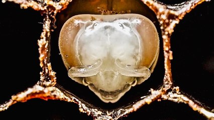 How Bees Are Born ~ Amazing Footage