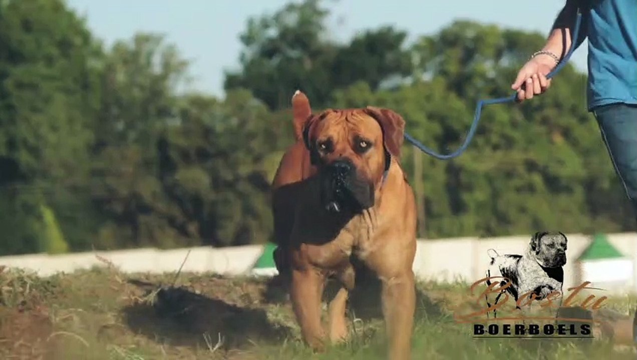 Best Videos SOUTH AFRICAN BOERBOEL In The World... - Video Dailymotion