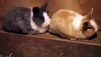 용인출장안마 -후불100%ョØ7ØW7333W9649｛카톡LGT010｝  용인전지역출장안마 용인오피걸 용인출장마사지 용인안마 용인출장마사지 용인콜걸샵⾪の㌹