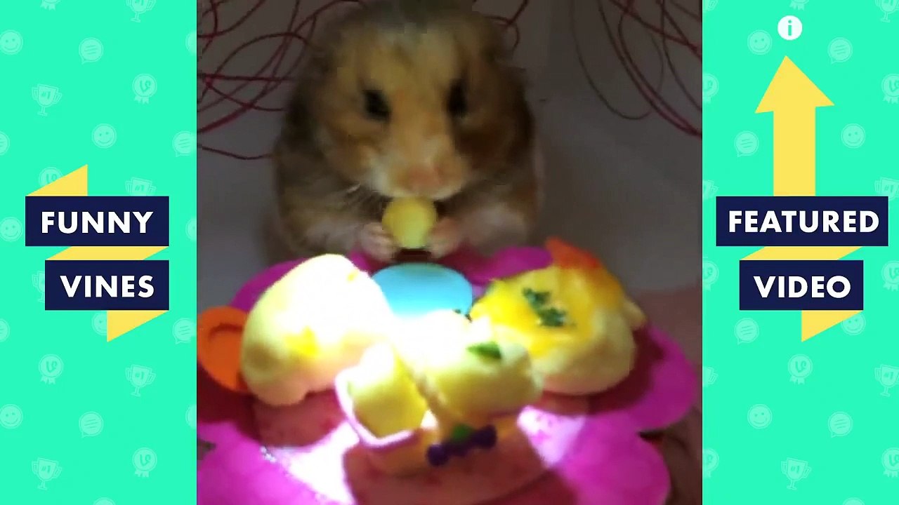 TRY NOT TO LAUGH - Cute FUNNY ANIMALS | Funny Videos March 2019