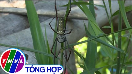 THVL | Lợi bất cập hại từ việc bắt nhện ở miền Tây