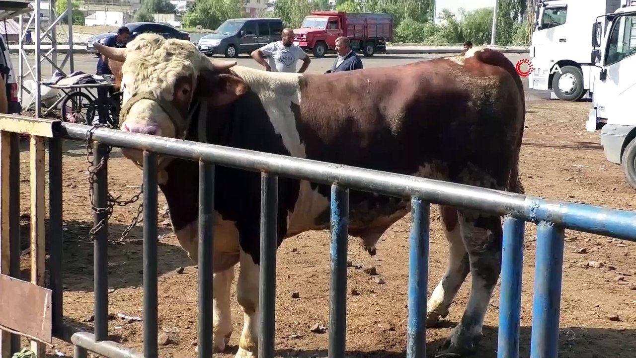 Kars'ta kurbanlık çok alan yok