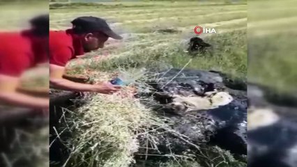 Zifte yapışarak mahsur kalan yavru köpekleri Mehmetçik ve işçiler kurtardı