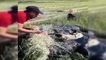 Zifte yapışarak mahsur kalan yavru köpekleri Mehmetçik ve işçiler kurtardı