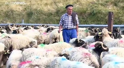 فيديو: قتل الأغنام لم يعد حكرا على الذئاب فالدببة صارت أيضا تهدد المواشي في فرنسا