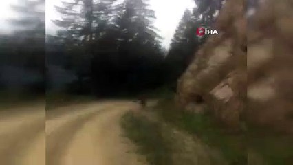 Yayla dönüşü önlerine çıkan ayı ailesini görünce şaşkınlık yaşadılar