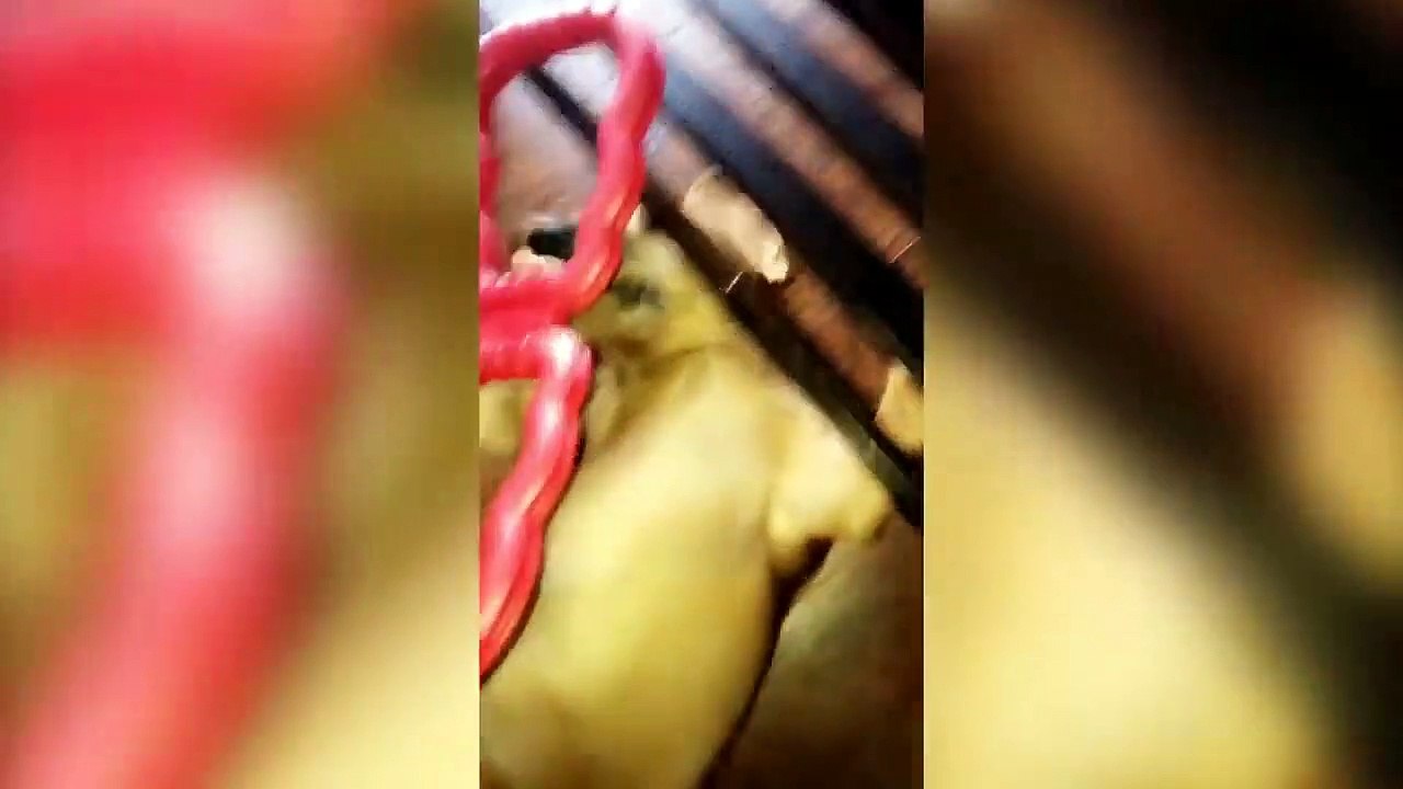 Funniest Dog Fail Compilation 2018 _ Funny Pet Videos