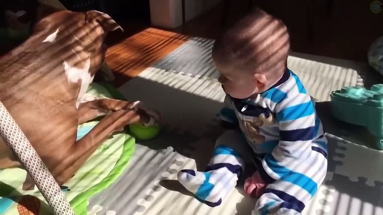 Try Not To Laugh Watching Funny Animal Fails Compilation November 2018 #1 - Co Vines✔