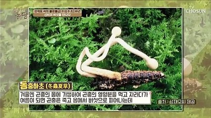 이름은 들어봤남? 신비의 버섯을 만나다 동.충.하.초