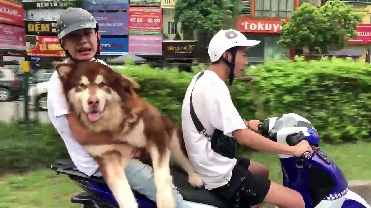 Thằng Cò - Rủ Hải Mõm trộm chó mang đi chơi và cái kết