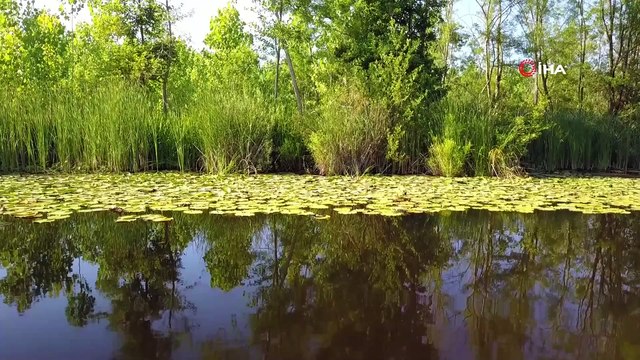 Sakarya'nın saklı kalmış cennetine yoğun ilgi...Acarlar Longozu havadan görüntülendi