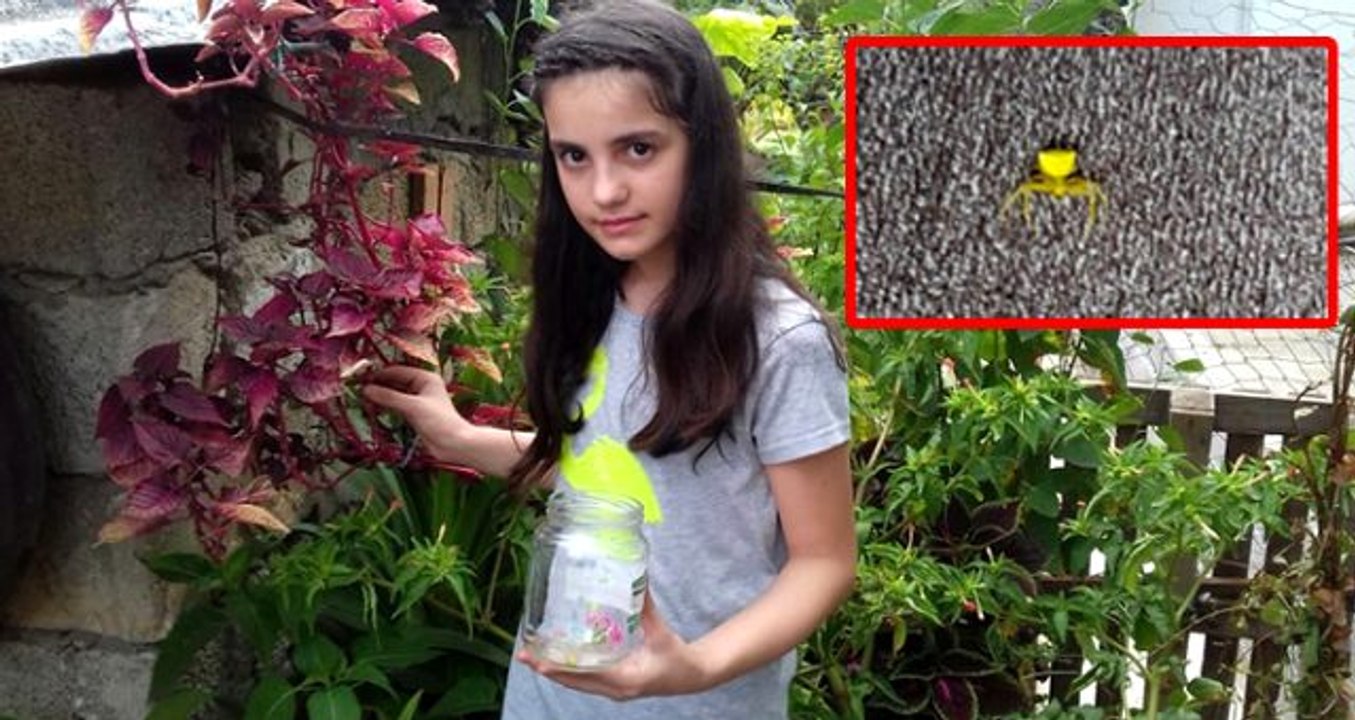 Küçük kız, görenleri hayrete düşüren insan yüzlü örümceğe gözü gibi bakıyor