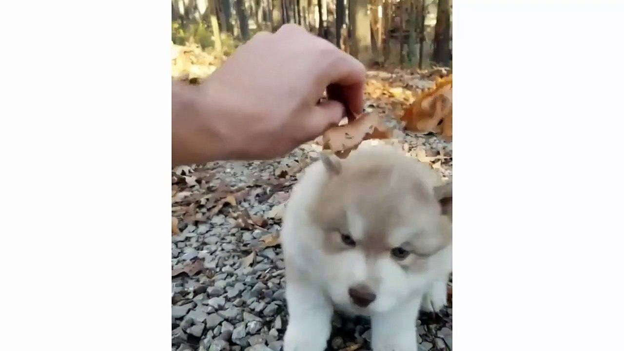 Funny And Cute Husky Puppies Compilation #3 - Puppies TV