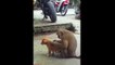 Funny Videos Of Puppies Playing - Cute Puppy Videos Doing Funny Things - Puppies Tv