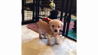 Puppy Dog Pals In Real Life - Cute Puppy Doing Cute Things