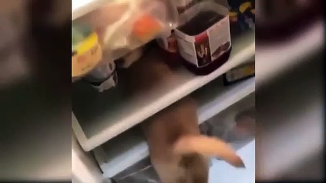 Super Cute Puppies In The World - Cute Baby Animals Videos 2019 - Funniest Puppy In The World