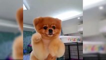 Cutest Dogs Of The World - Cutest Dogs Breeds In The World - Puppies TV