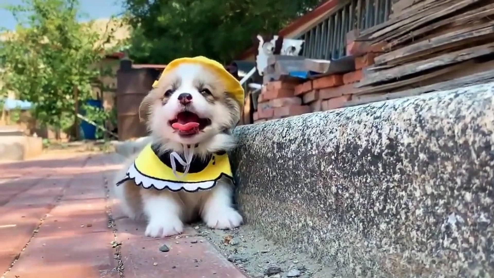 Cutest Puppies Doing Funny Things - Cute Little Puppies Funny ...