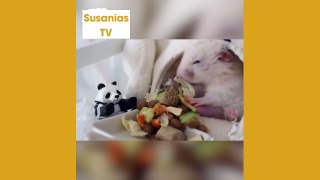 Best friends animal TV: Check out this tiny fluffball 
