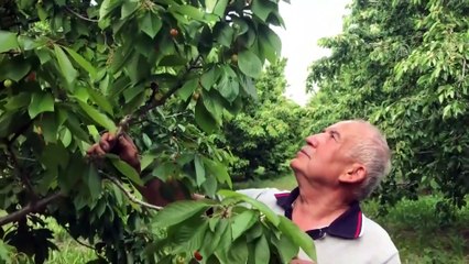 Çinliler Türk kirazını sevdi - BURSA