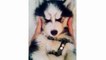 Funny And Cute Husky Puppies Compilation - Cute Husky Dog video