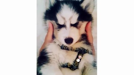 Funny And Cute Husky Puppies Compilation - Cute Husky Dog video
