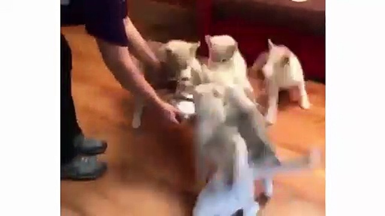 Funny And Cute Husky Puppies Compilation - Cutest Husky Dog Video - Cute Puppies Doing Funny