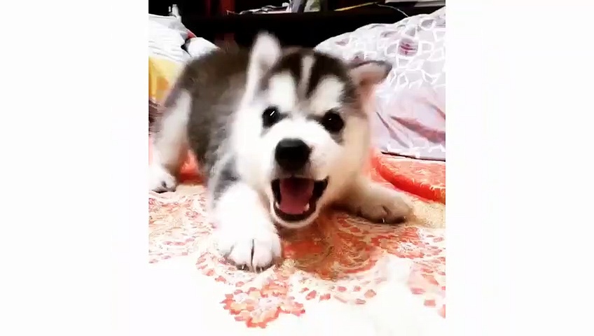 Funny and cute husky puppies compilation #1 – Cute dog videos doing funny things – Puppies TV