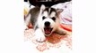 Funny and cute husky puppies compilation #1 - Cute dog videos doing funny things - Puppies TV