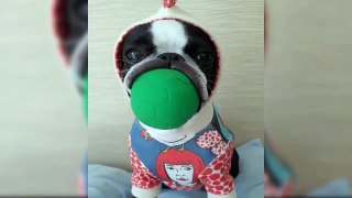 Cutest Breeds Of Puppies Compilation - Cute Puppy Videos Try Not To Laugh - Puppies TV