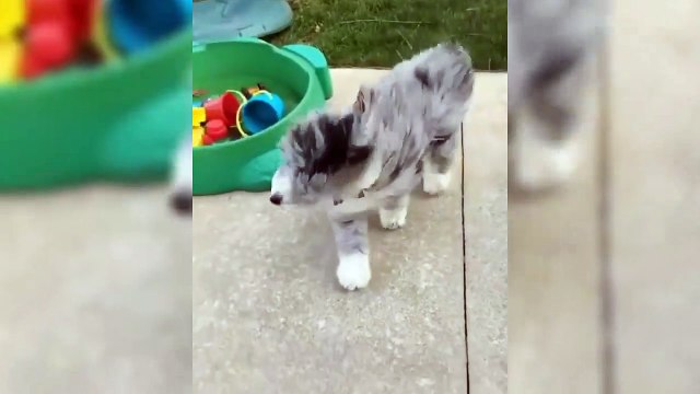 Cute Puppy Videos Doing Funny Things - Puppies Are Cute 2019 - Puppies TV
