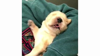 Cute Puppys Doing Funny Things - Cute Dog Compilation 2019