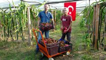 Mersin'de ejder meyvesi üretmeye başlayan üç arkadaş, ürünün tanesini 17 liradan satıyor