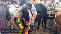 Aaj Mandi k Sooday in Bakra Mandi Pakistan Season Bakra Eid 2019