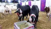 DACCAN CATTLE FARM - COW MANDI SOHRAB GOTH 2019 KARACHI - VIP Tents - Episode 18